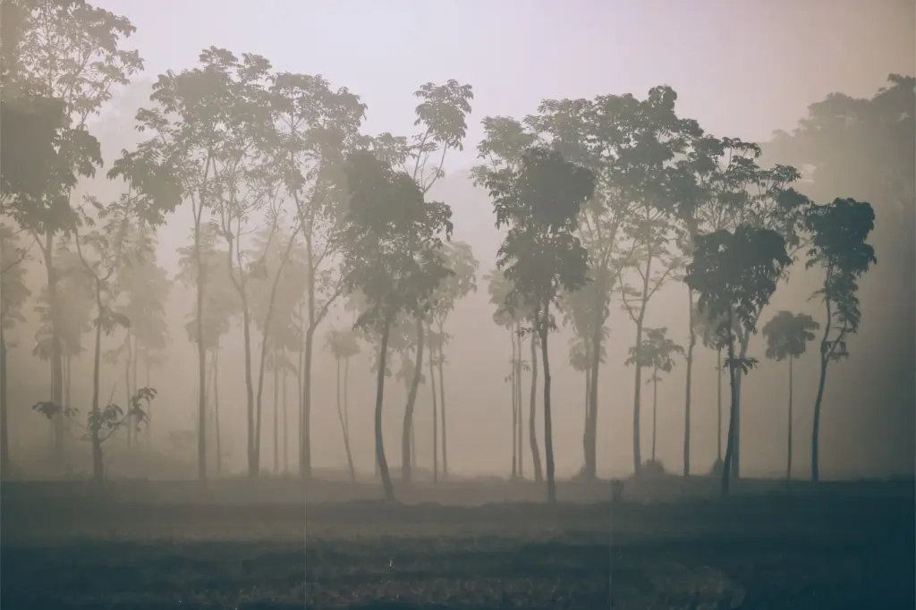 Papier peint - Anjou