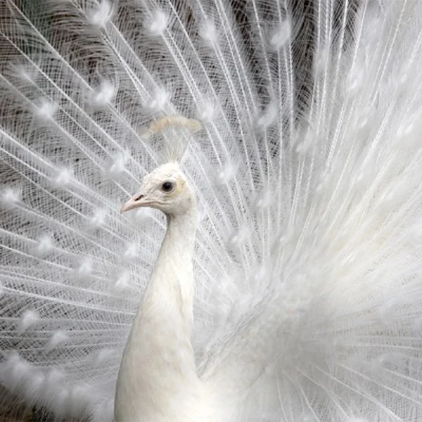 Papier peint - Léon Blanc