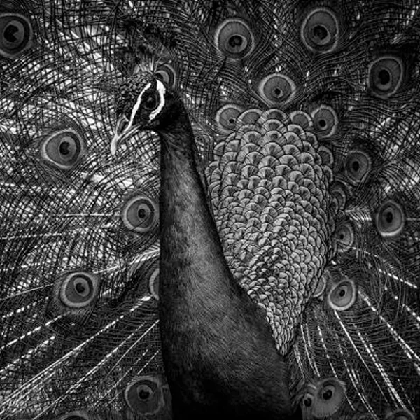 Papier peint - Léon Noir