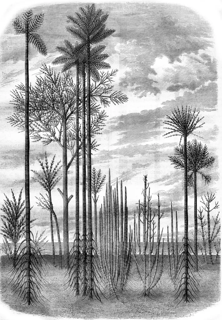 Papier peint - Manyara