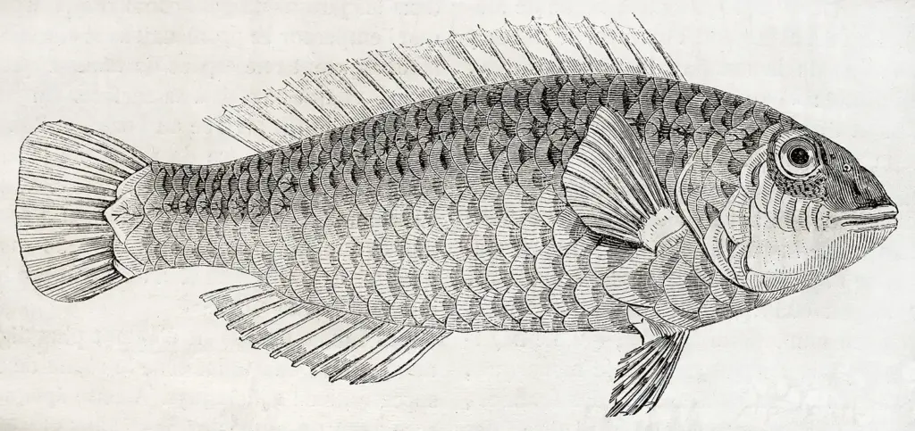 Papier peint - Taytay